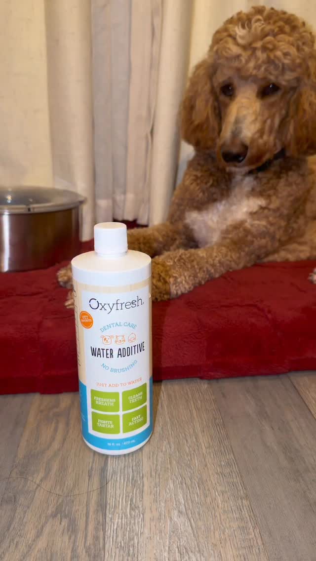 Instagram post by @pawsitivelyyourskoakoffee for Oxyfresh. Caption reads: #OxyfreshPawtner Fresh breath, no brushing [...].