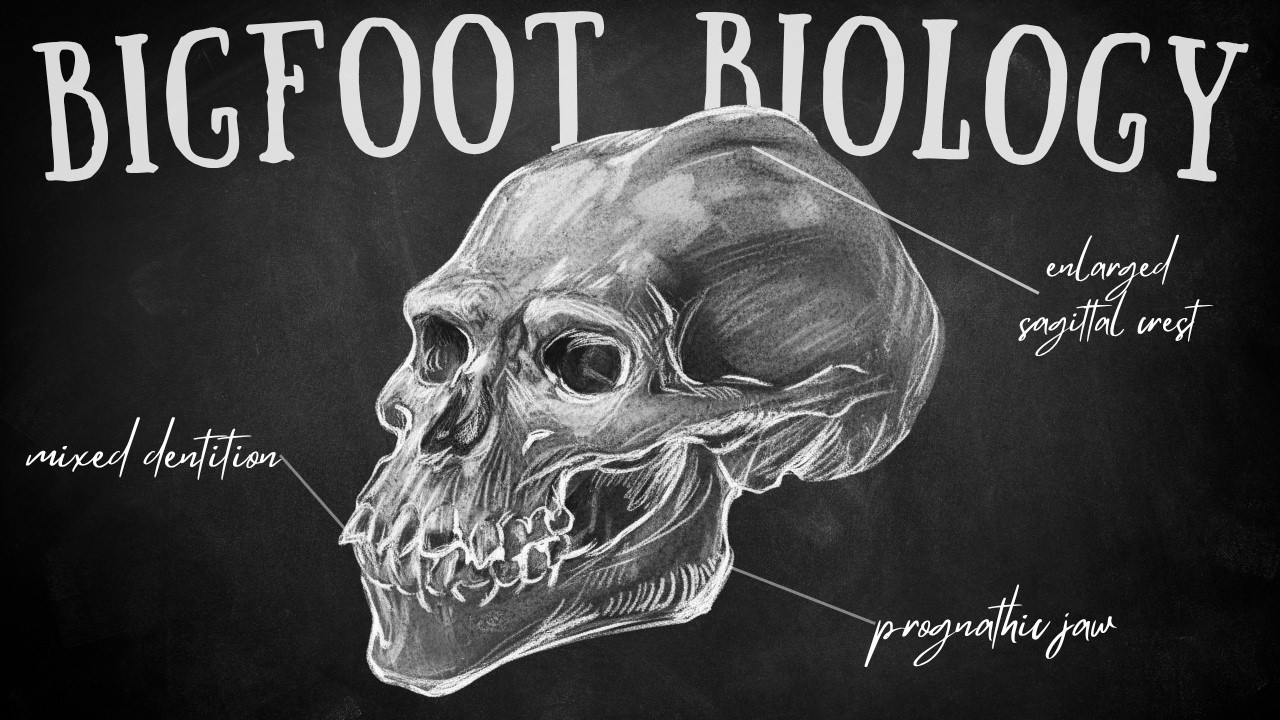 YouTube post by @ThoughtPotato for World Anvil. Caption reads: The Unsettling Biology of Sasquatch: A Deep Dive....