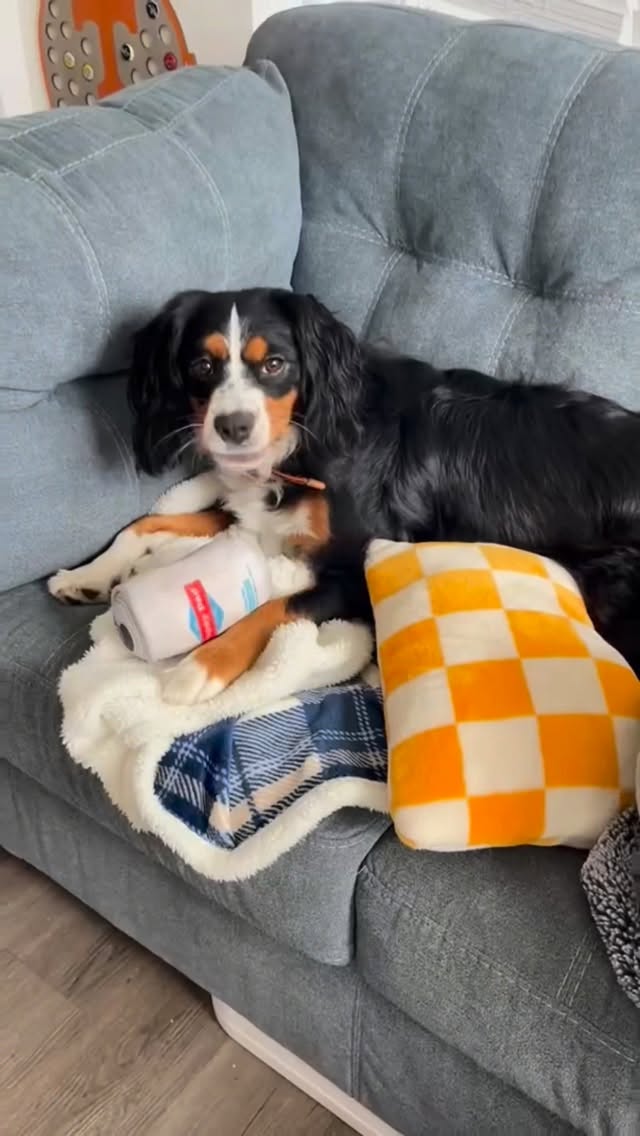 Instagram post by @collin_cstorm for Happy Dad. Caption reads: Sumn for the DOGS🐶
-
-
@happydad....