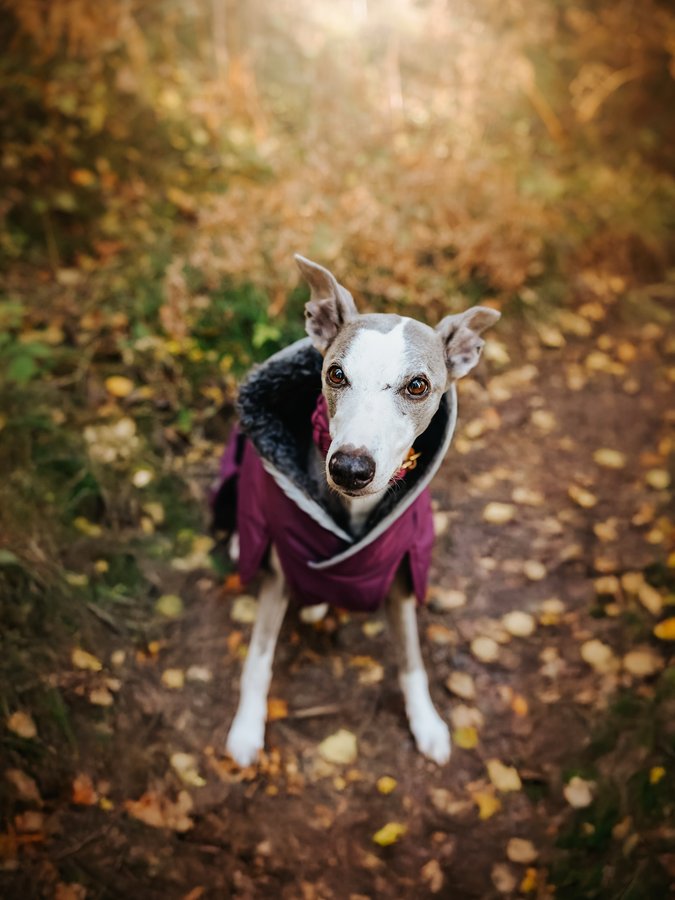 Instagram post by @whippetvilja for Pomppa Dogwear. Caption reads: Vilja the senior lady 💜
.
She’s 12,5 years old....