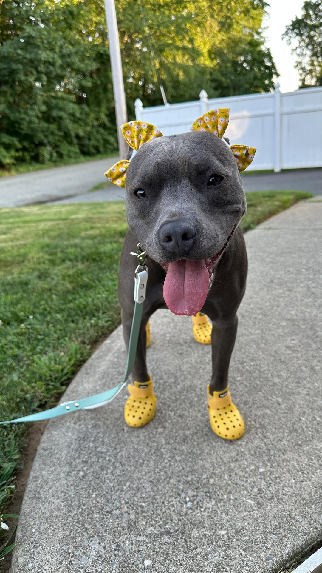 Instagram post by @dallas_and_dakota for wagwear. Caption reads: [...] wearing our new Golden Wagwellies from....
