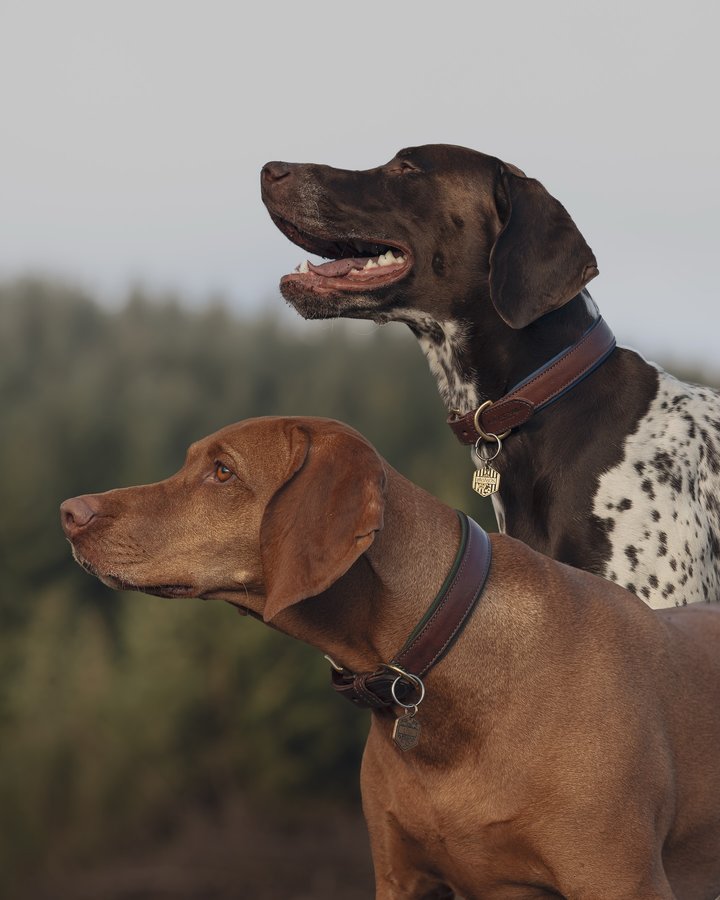 Instagram post by @lexi_and_bronson for Ruff and Tumble. Caption reads: Lexi and Bronson testing out the new....