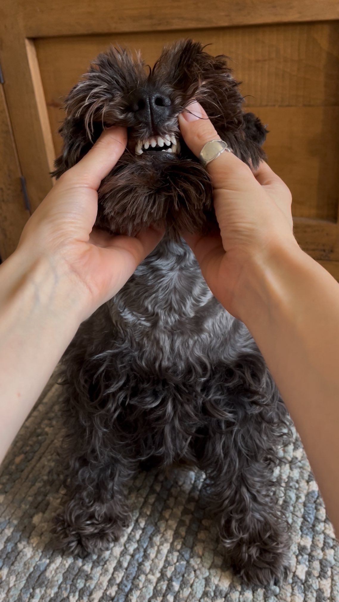 Instagram post by @its_little_eddy for Buddycare Grooming. Caption reads: ✨3 things that make my teef sparkle✨ 

1. Brushing....