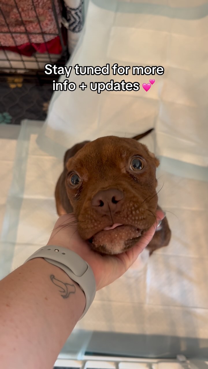 Instagram post by @wally_the_pit for Open Farm Pet. Caption reads: Welcome to your next chapter sweet girl 💕 

If....