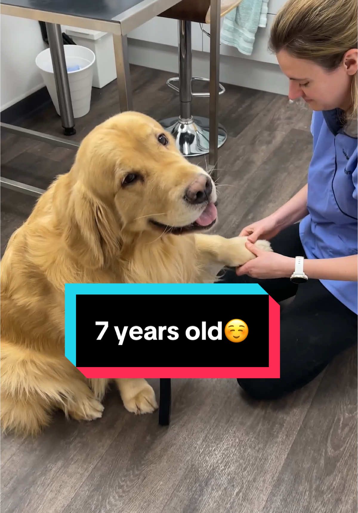 TikTok post by @marleynyc for VetriScience. Caption reads: Marley, still a pup at heart!😍 #goldenretriever....