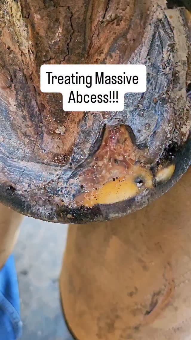 Instagram post by @caleb_erickson_the_dying_breed for Vetericyn. Caption reads: Massive Abcess - Treating abcess with @vetericyn....