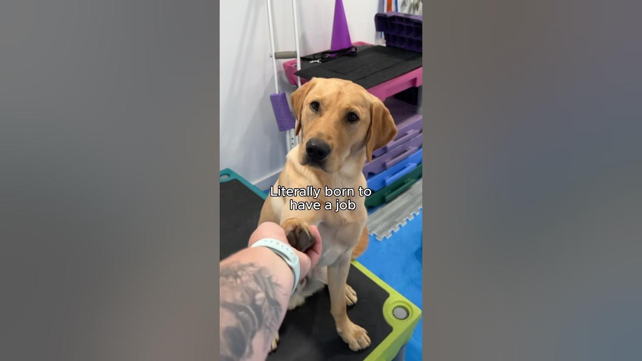 YouTube post by @DoggyU for Oma's Pride. Caption reads: Is this illegal 🤨.