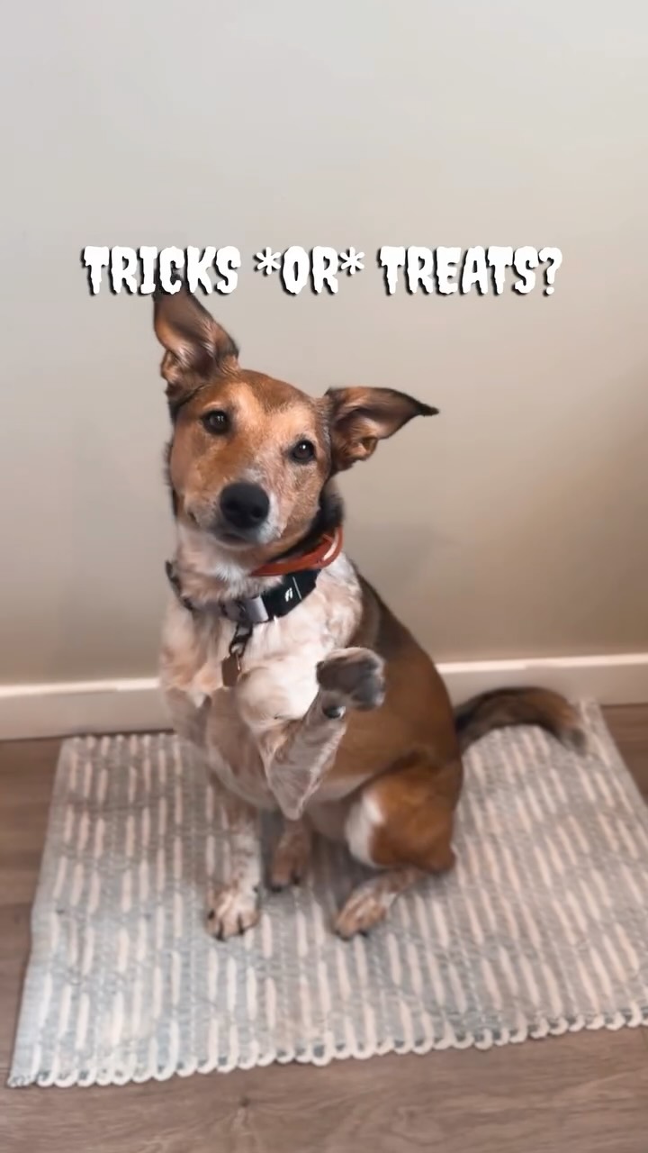 Instagram post by @kotaspen for Viva Raw. Caption reads: This one’s extra special 🐐 Viva Raw’s new Goat....