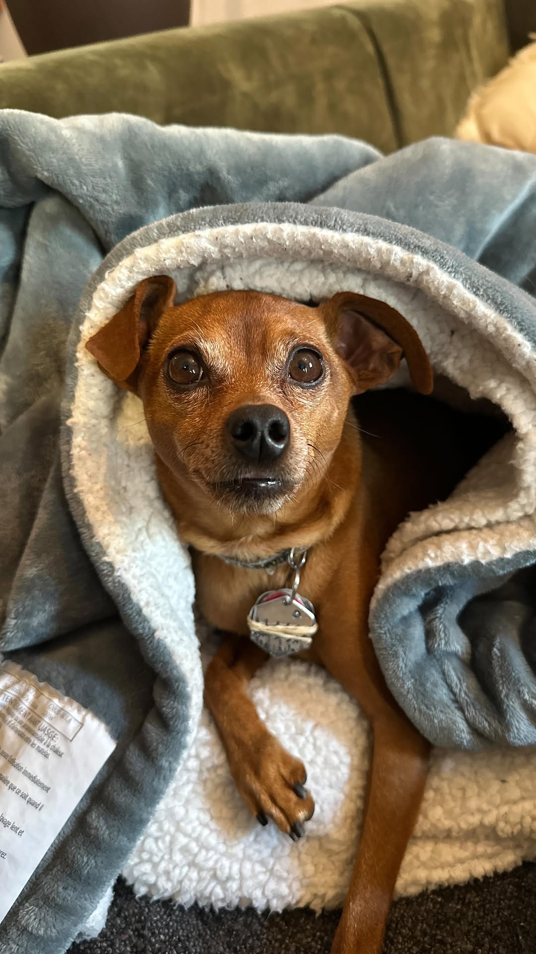 Instagram post by @antoinebc for Oven-Baked Tradition. Caption reads: C’est l’heure de la course aux gâteries Oven Baked....