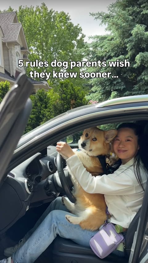 Instagram post by @thetorontocorgiduo for Allstate. Caption reads: [...] know. More pet travel safety tips from....