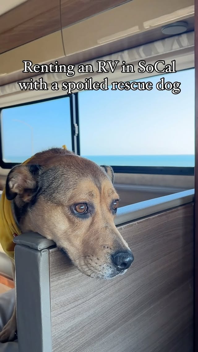 Instagram post by @chillrv for Pups Without Borders. Caption reads: [...] a special promo code: book using....