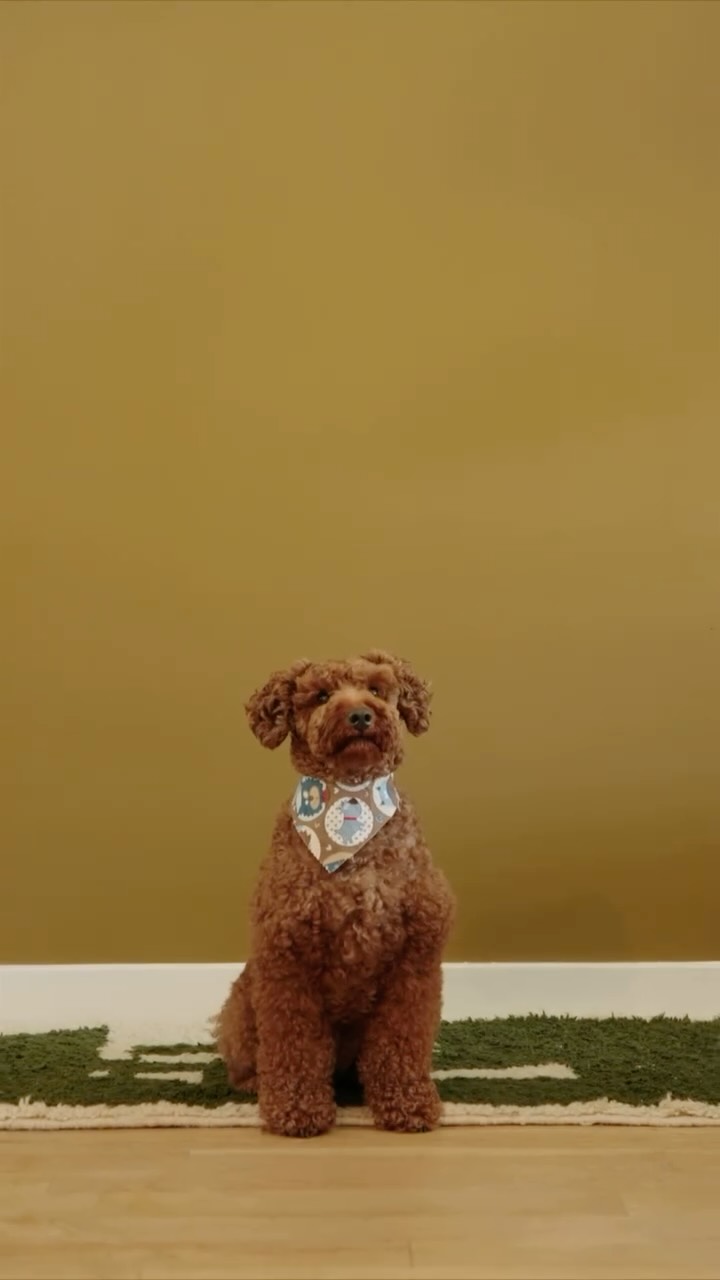 Instagram post by @tolutemi for Greenies. Caption reads: Doesn’t matter if it’s a fresh fit or fresh....