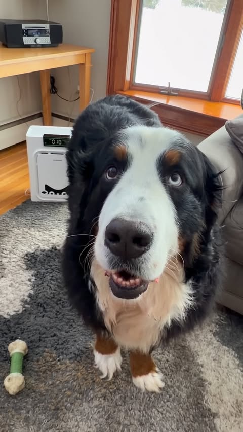 Instagram post by @waltandgusthebernese for Oneisall. Caption reads: [...] home, cleaner air. I’ve been using the....