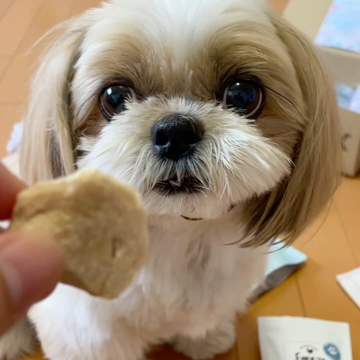 Instagram post by @nana_chan7723 for Doggy Box. Caption reads: 今月も
@doggybox_jp....