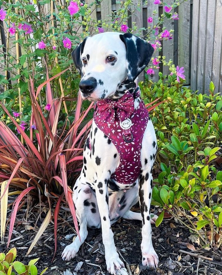 Instagram post by @thefoxwolfspotbossandbaby for Cookie & Chewkie. Caption reads: Happy Chewsday Frens 💜❤️

Mila here swipe to see....