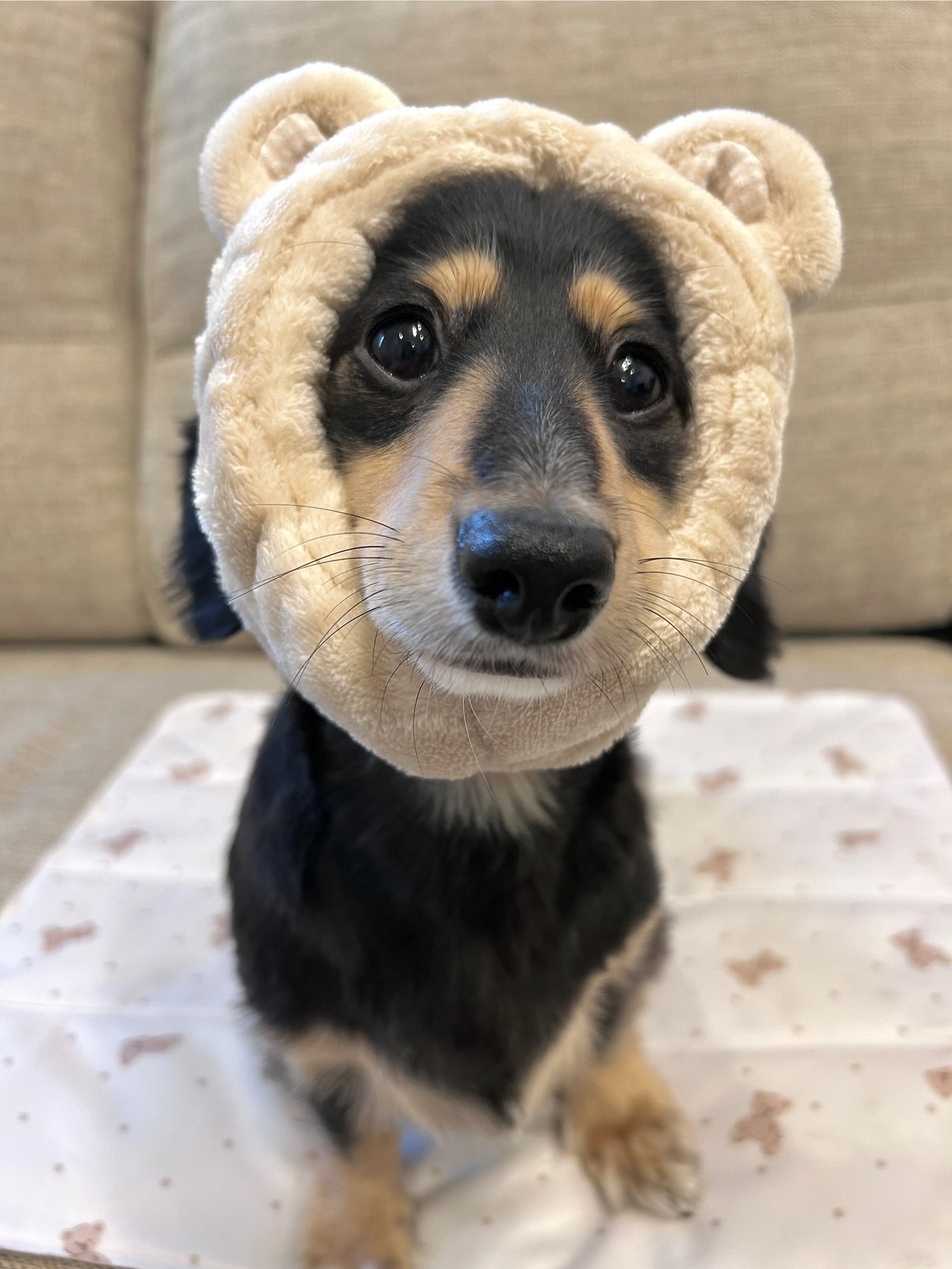 Instagram post by @shion_dachshund for Mon Cheri. Caption reads: 🧸🧸🧸

monchéri【 @moncheri.dog....