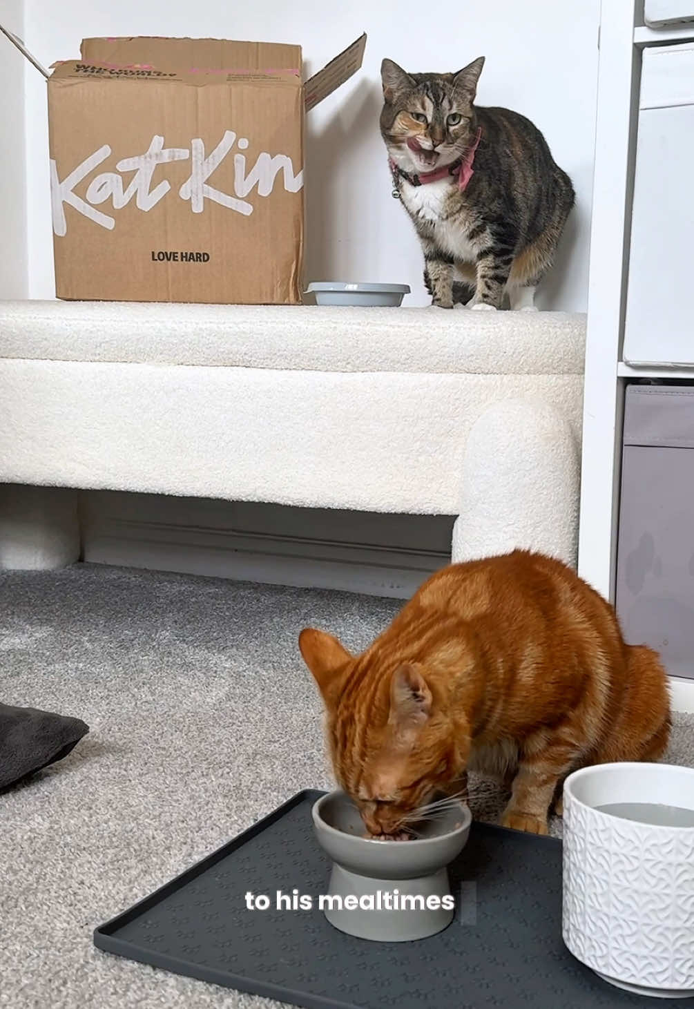 TikTok post by @kloekobe for KatKin. Caption reads: #ad we couldn’t believe the change we saw in Katsu....