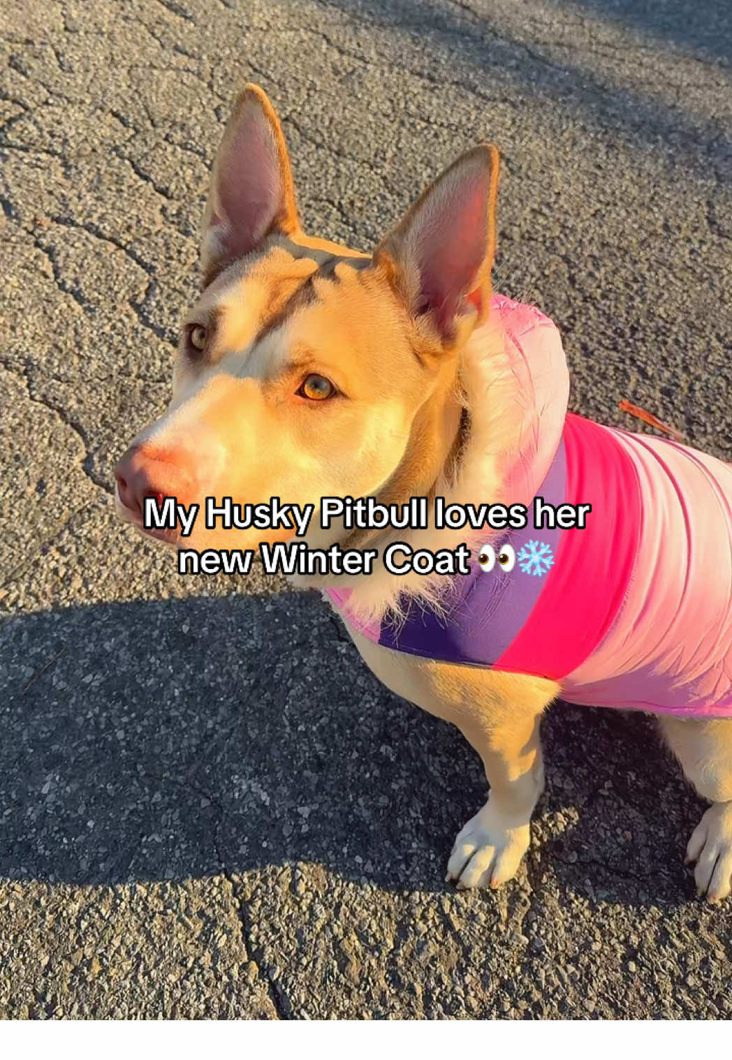 TikTok post by @thefrontdesk for ShopHDE. Caption reads: [...] on before we go outside for a walks lol....