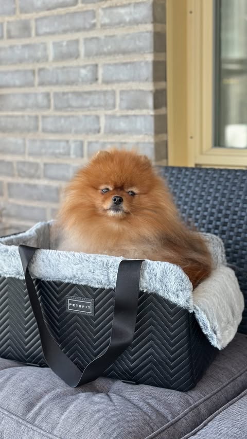 Instagram post by @zeldathepom21 for Petsfit. Caption reads: [...] car seat that we got gifted from @petsfit.us....