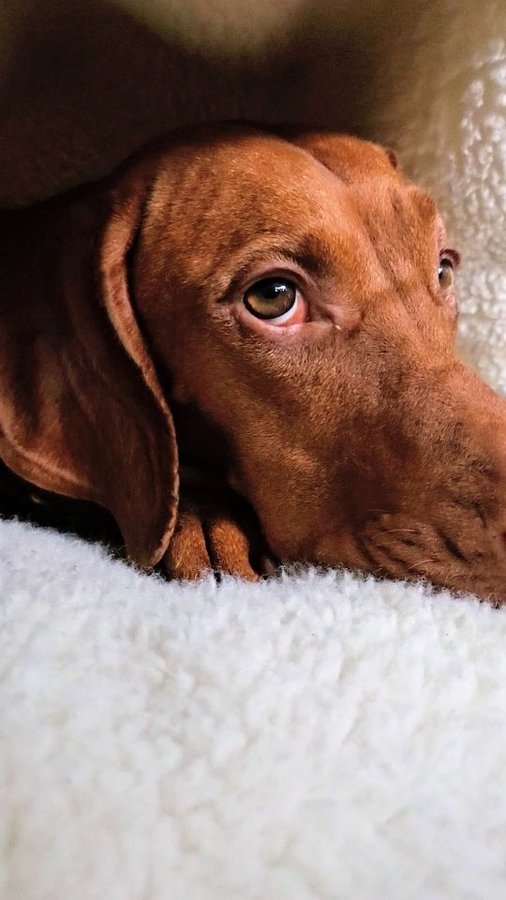 Instagram post by @mywhiskeygirl for Snoozer Pet Products. Caption reads: Life is difficult. Sleep. Snoozerpets cavebeds on....