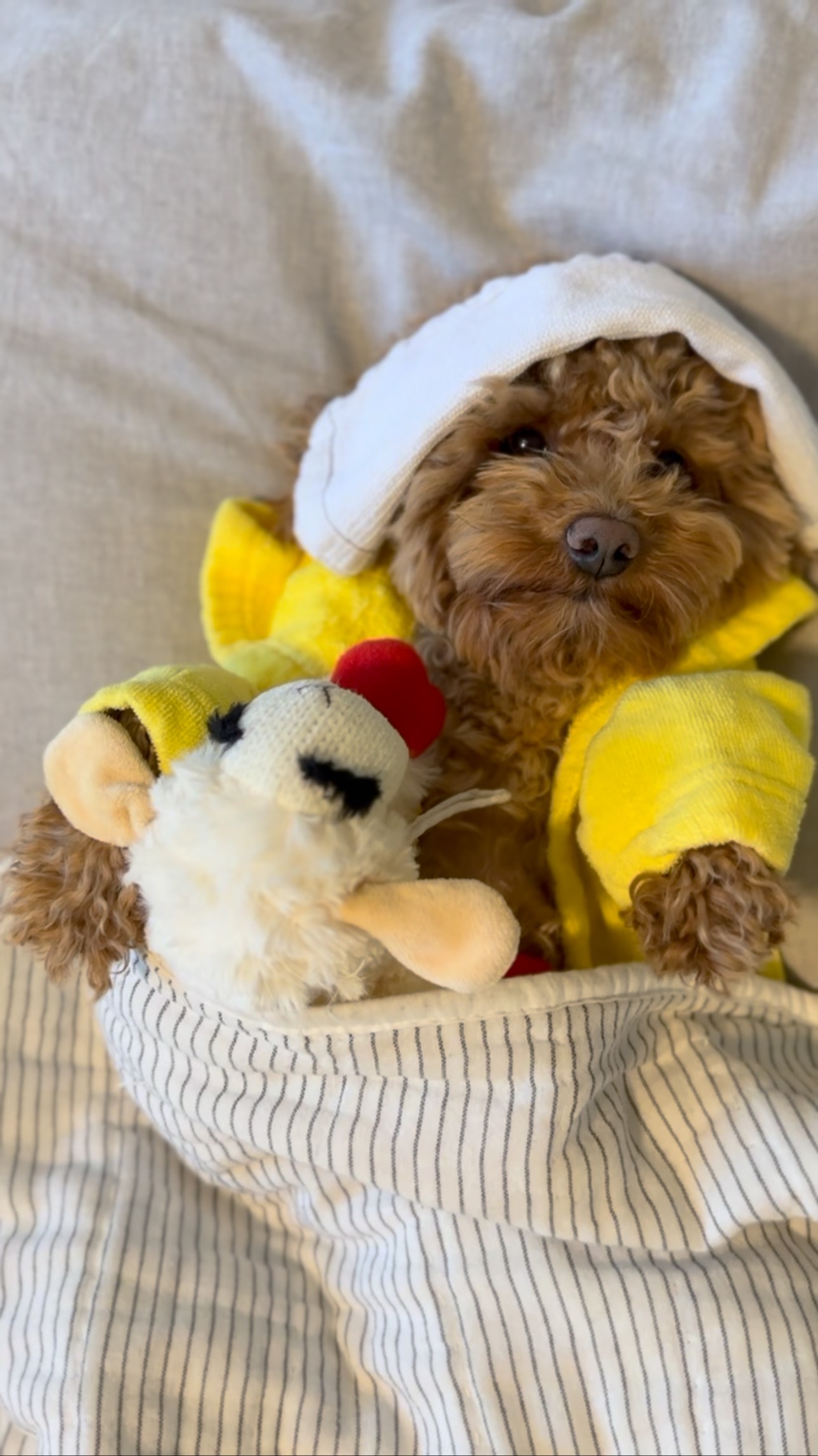 Instagram post by @winstontheminiaturedood for Wellness Pet Food. Caption reads: #ad It’s time to take control of my own health....