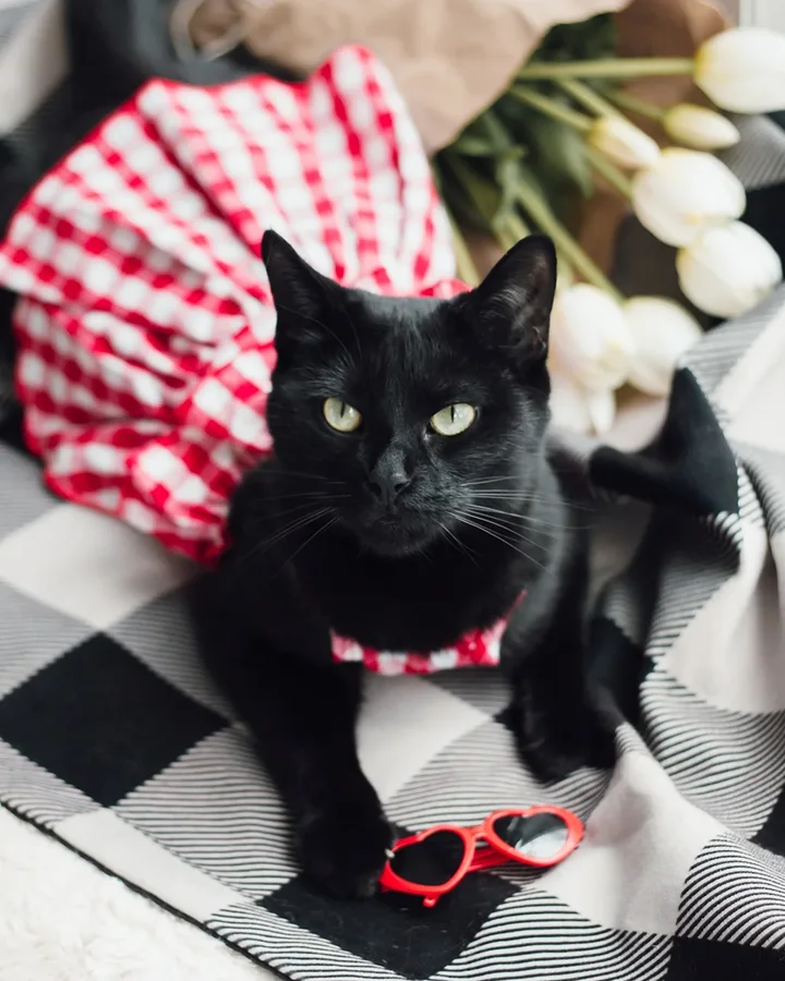 Instagram post by @purrfectly.amber for Fitwarm. Caption reads: [...] just too cute!!

.

Dress provided by....