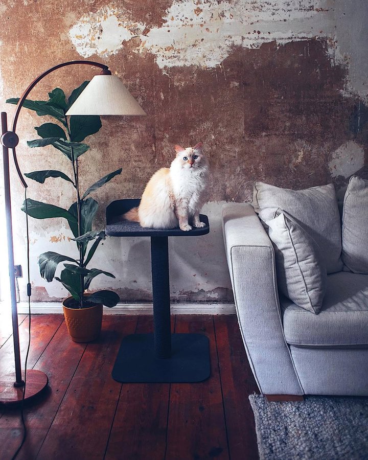 Instagram post by @call.me.cliff for LucyBalu. Caption reads: Cliff loves his new @lucybalu PLATEAU scratch and....