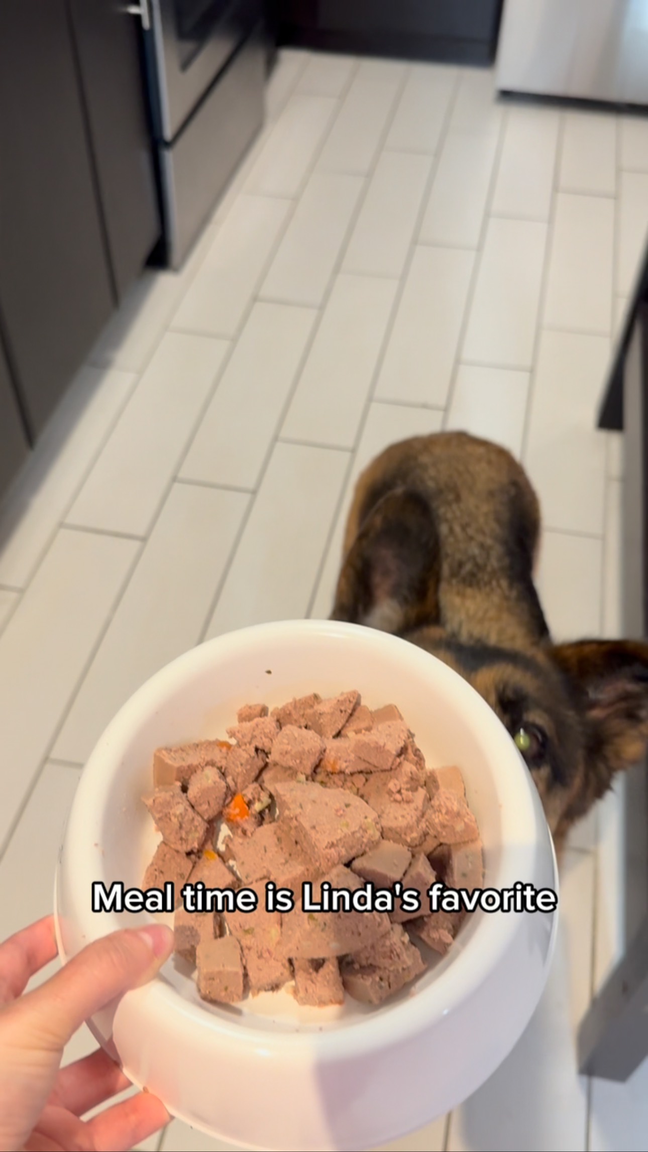 Instagram post by @lindalootherescue for Freshpet. Caption reads: Linda may be 8, but her energy says “puppy!” since....