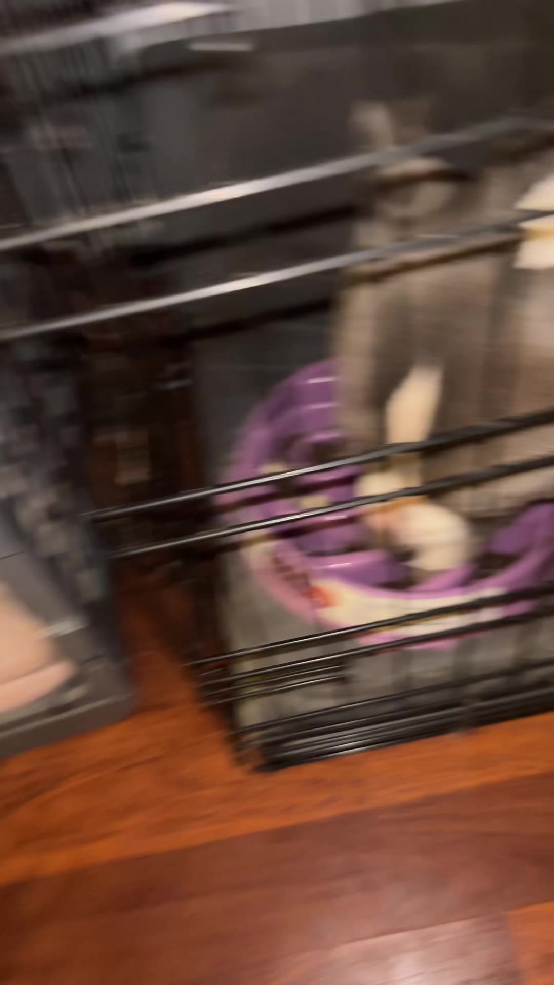 TikTok post by @devinsdogpack for HapWag. Caption reads: @HAPWAG.BANG 8-in-1 multivitamins are great [...].
