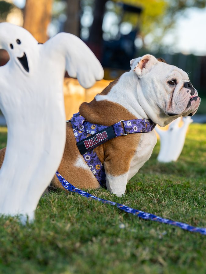 Instagram post by @bowser_the_english for Bullhug. Caption reads: #AD Use code BOWSER10 for 10% off @bullhug....