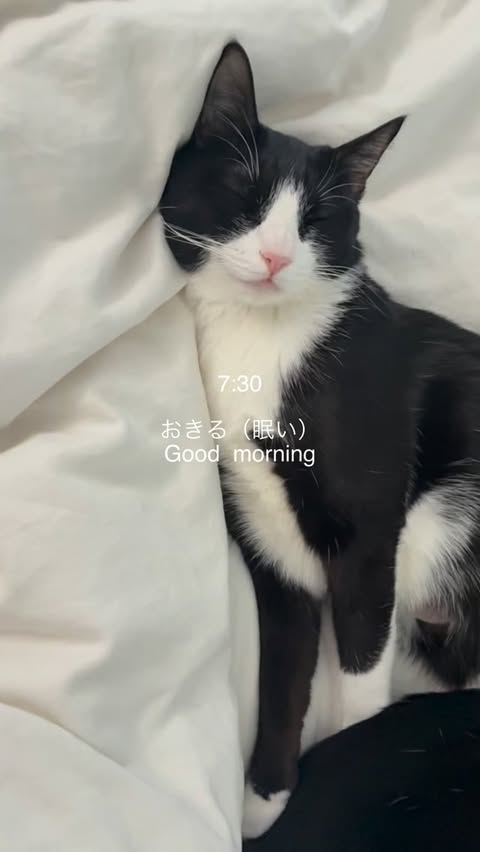 Instagram post by @nyan_hachigram for PetSnowy. Caption reads: [...] Cats’ morning routine 🐱🌞🪟 - 猫たちは....