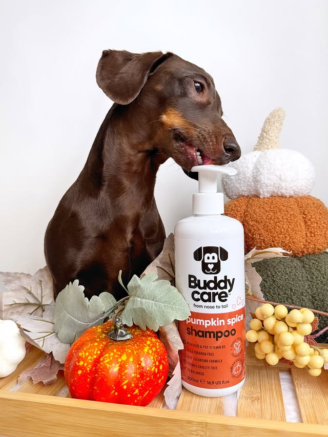 Instagram post by @frankie_dachshund03 for Buddycare Grooming. Caption reads: The Shampoo smells good enough to eat, Instagram....