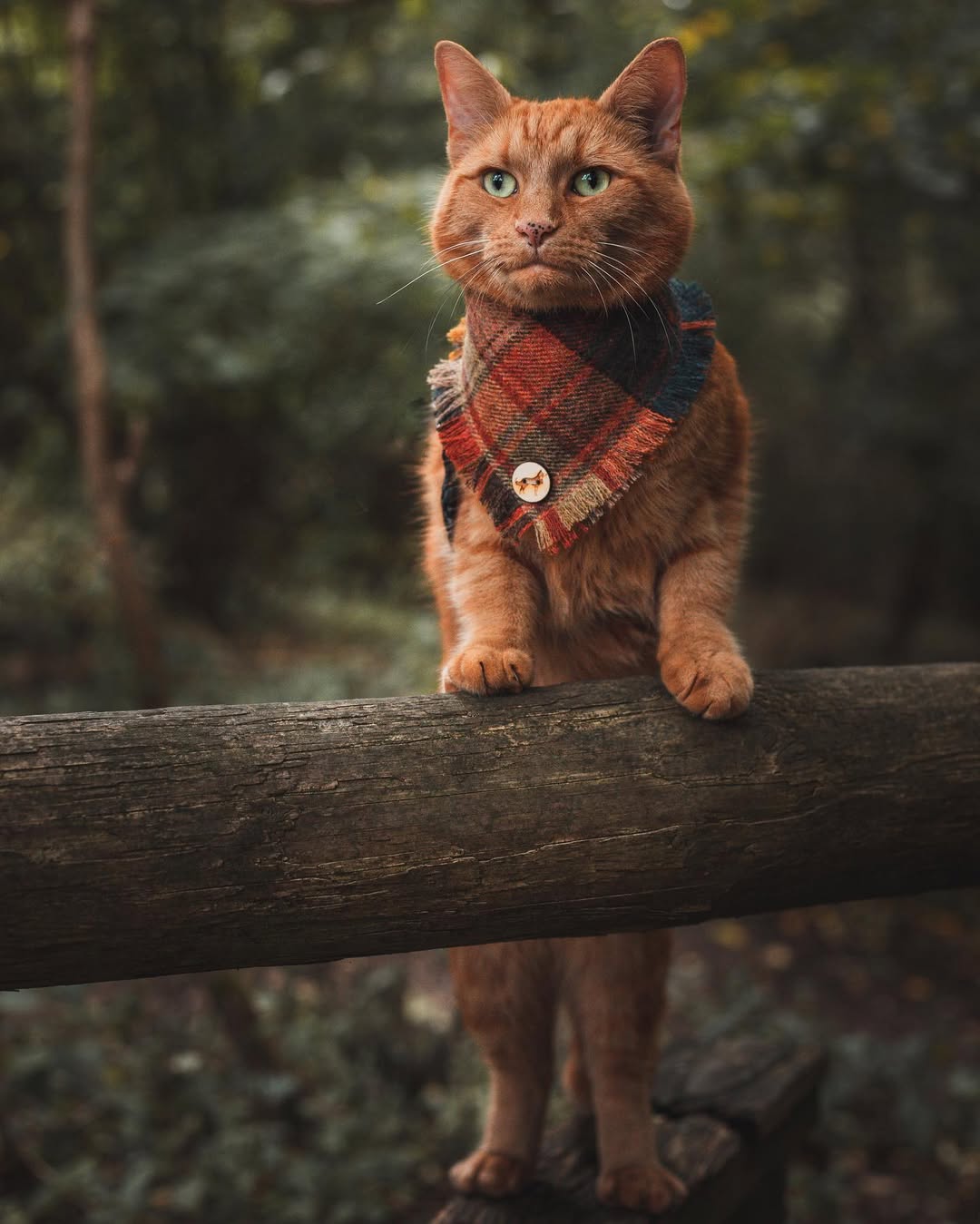 Instagram post by @ashby_the_aristocat for Cats of Instagram. Caption reads: It’s this way to magical adventures and I know how....