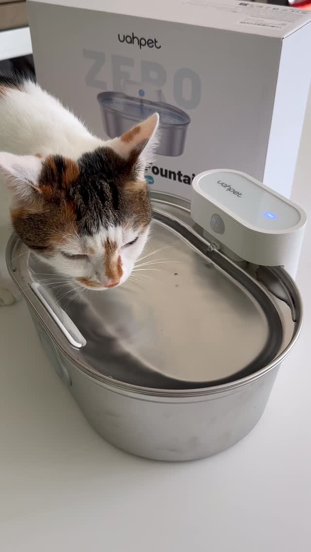 Instagram post by @aysegulamerikada for Uahpet. Caption reads: My name is Whiskers, and I’m all about gourmet....