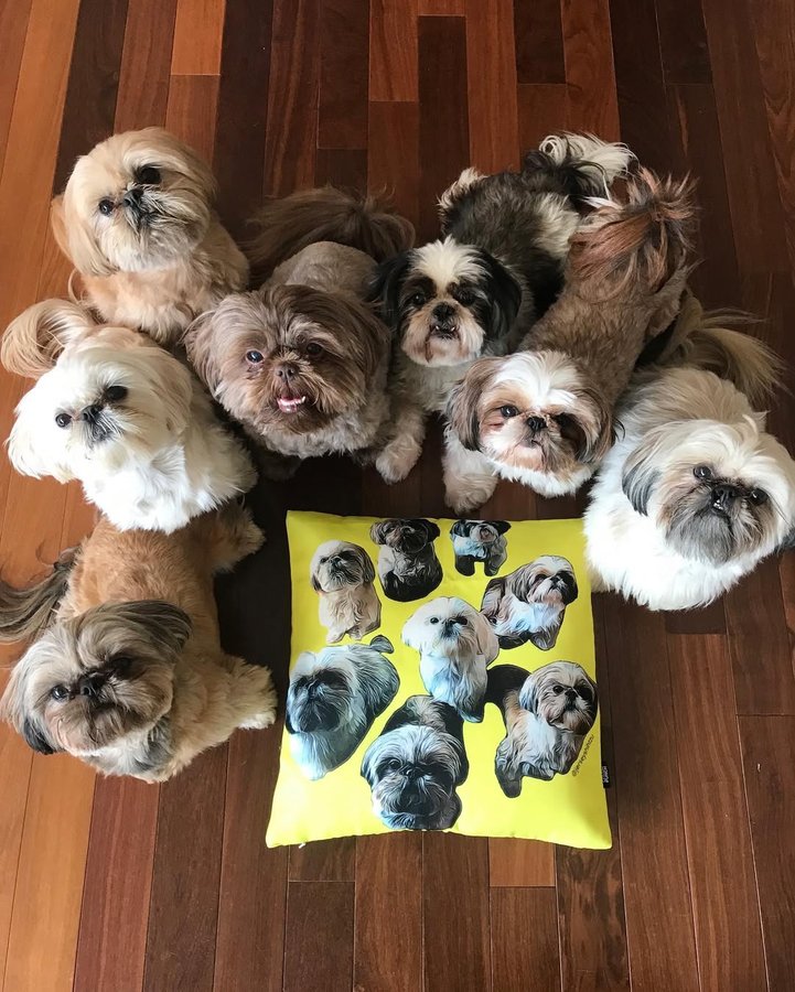 Instagram post by @jerseyshihtzu for The Dog Agency. Caption reads: Hello friends! I’m so excited to share my amazing....