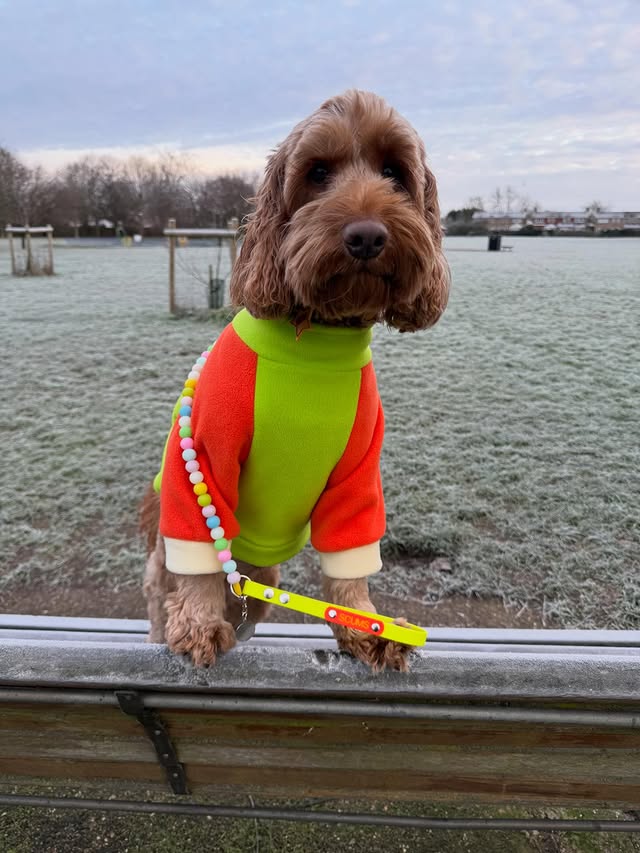 Instagram post by an influencer for Fur and Fetch. Caption reads: [...] Be bright be seen fleece....