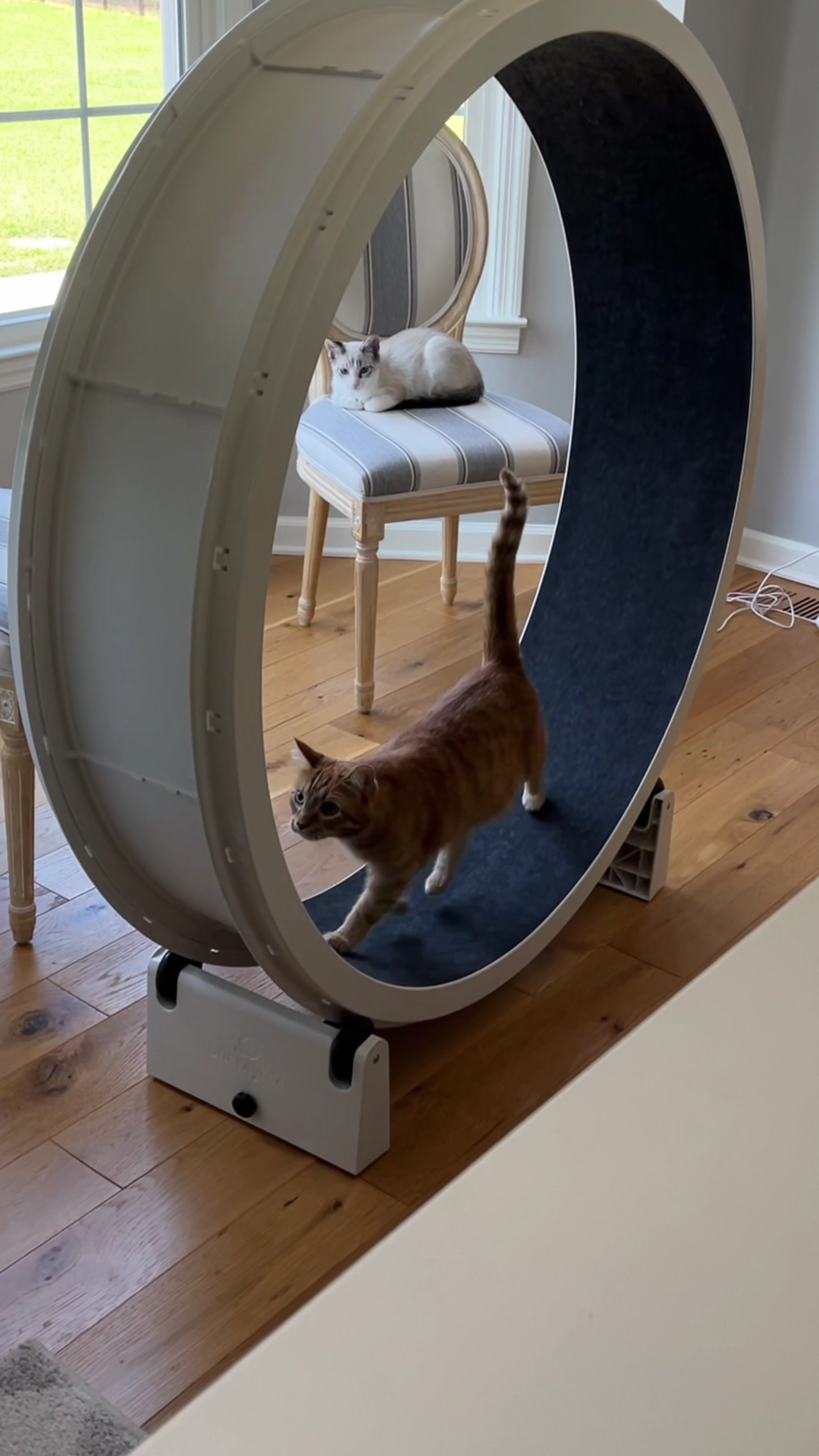 TikTok post by @abrameng for Tractive. Caption reads: I can finally know what Kurt does when I’m....