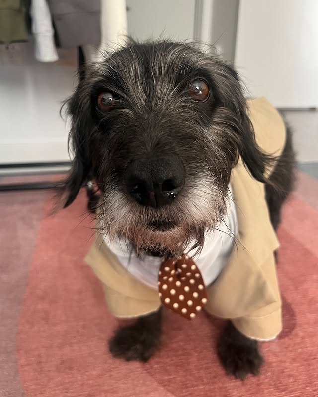 Instagram post by @sir.dougington for WeRateDogs. Caption reads: Javier, our new CEO, wanted to thank everyone for....