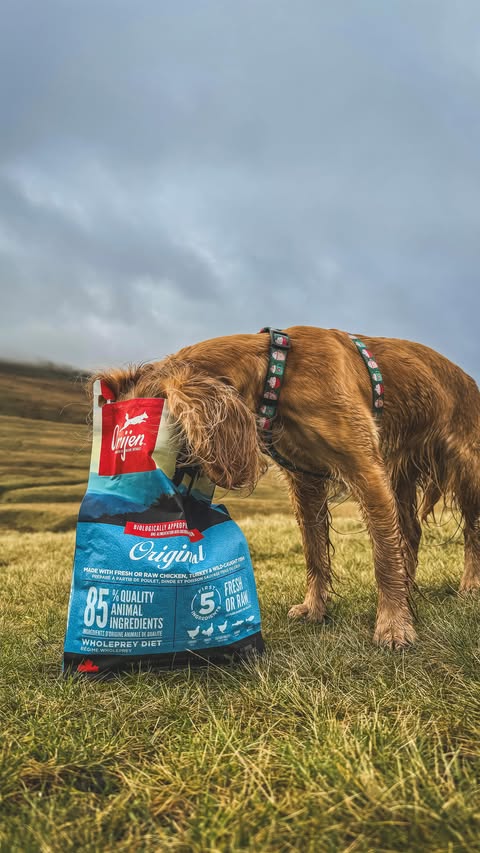 Instagram post by @everything.olive_ for ORIJEN Petfoods. Caption reads: Ad | Don’t Judge My Biased, But I Think All Ladies....