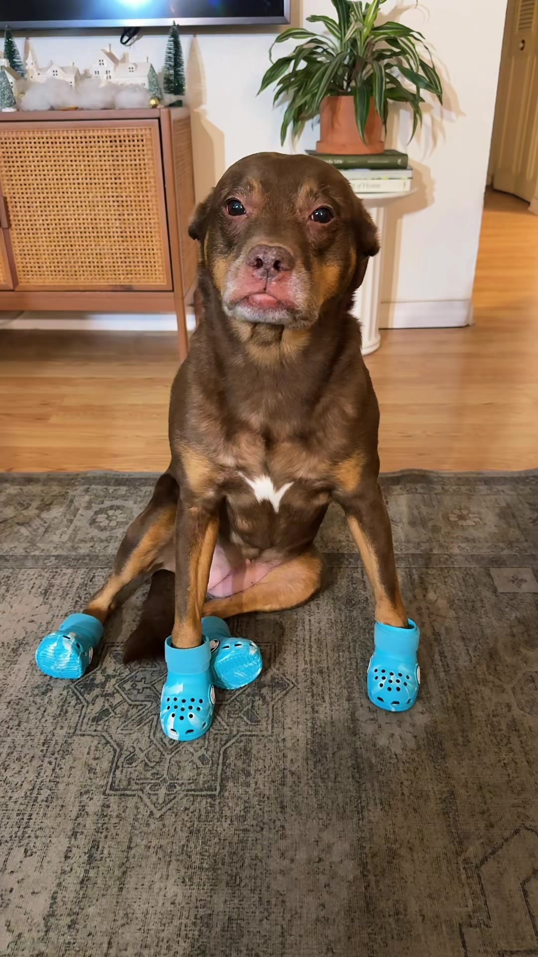 TikTok post by @makoandkonasmom for Chewy. Caption reads: Yes, those are Crocs for dogs. & btw they’re....