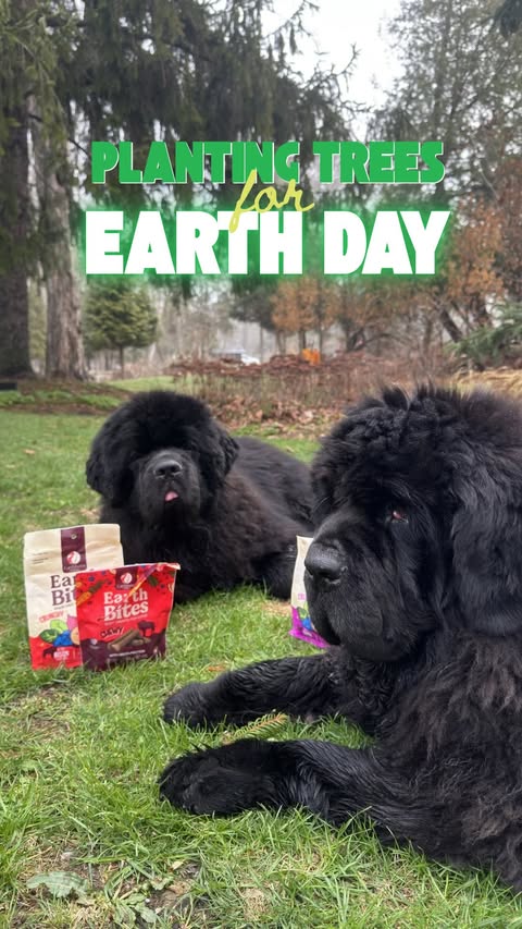 Instagram post by @impatientgardener for Earthborn Holistic Pet Food. Caption reads: Once again Dorothy and Darwin are back to plant....