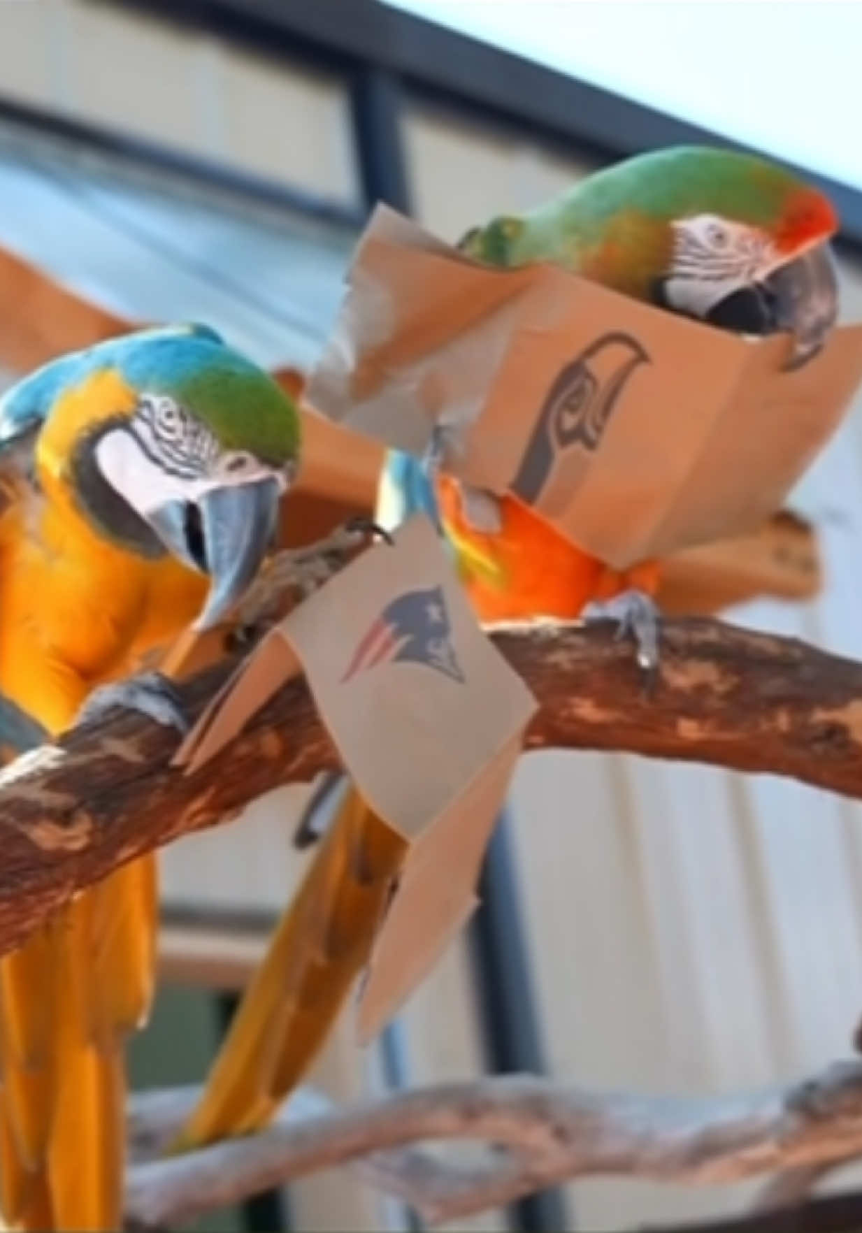 TikTok post by @alveussanctuary for Wellness Pet Food. Caption reads: Our animal ambassadors had a blast with this....