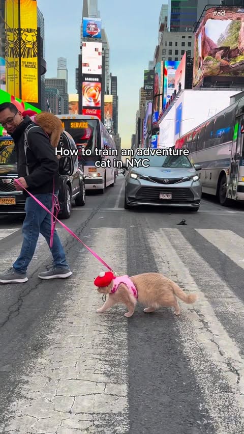 Instagram post by @spongecake_thescottishfold for PetSmart. Caption reads: From travel gear to everyday essentials, PetSmart....