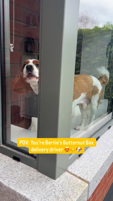 Instagram post by @doireanngarrihy for Butternut Box. Caption reads: [...] past few months, meaning @butternutbox is a....