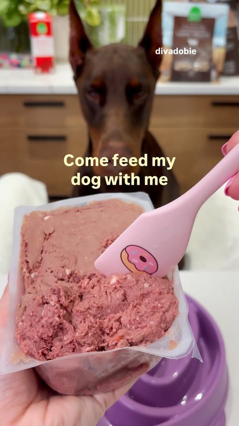 Instagram post by @thedivadobie for Open Farm Pet. Caption reads: [...] from @wefeedraw 🐑 Lamb recipe from....
