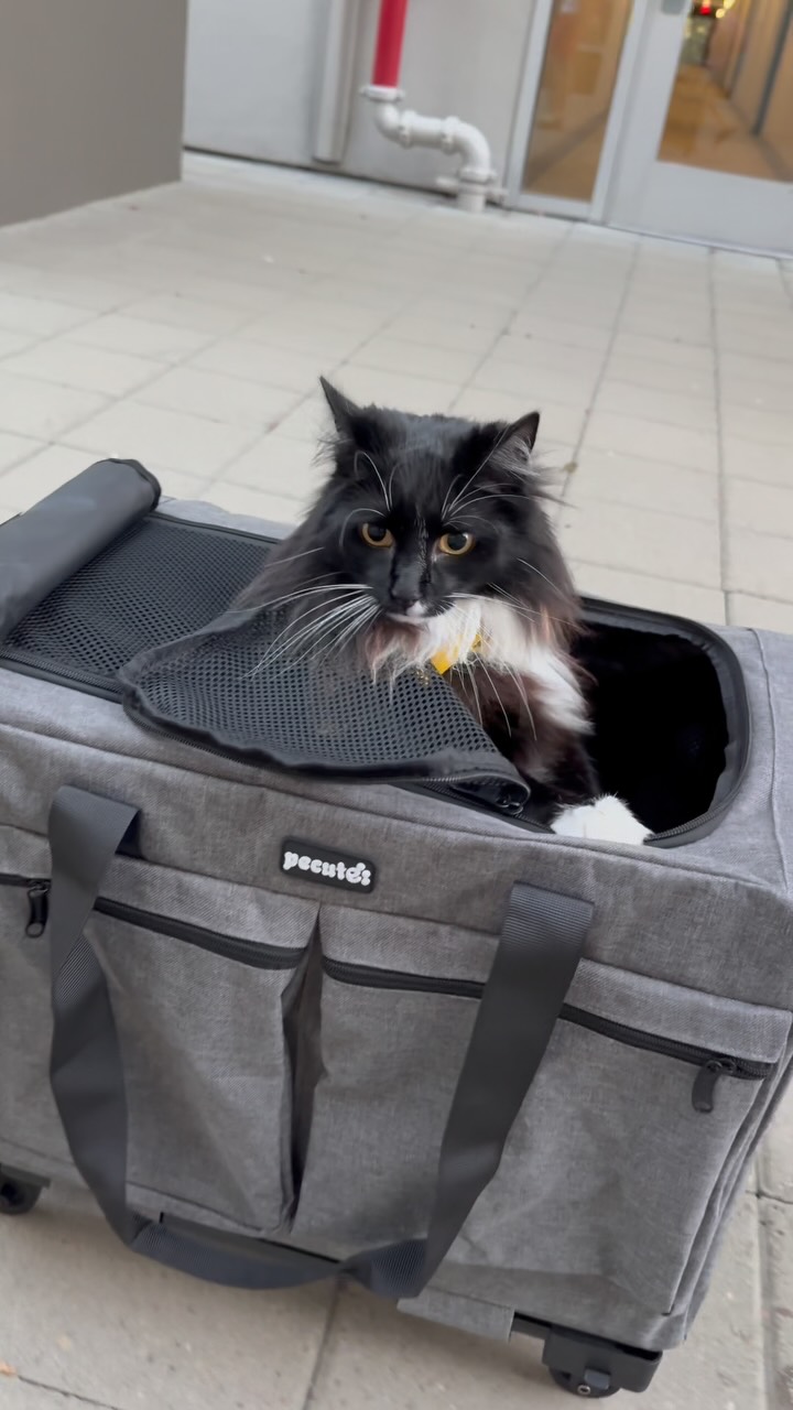 Instagram post by @fettyy_official_ for Pecute. Caption reads: [...] Fetty is all set in his 4-in-1 carrier ....