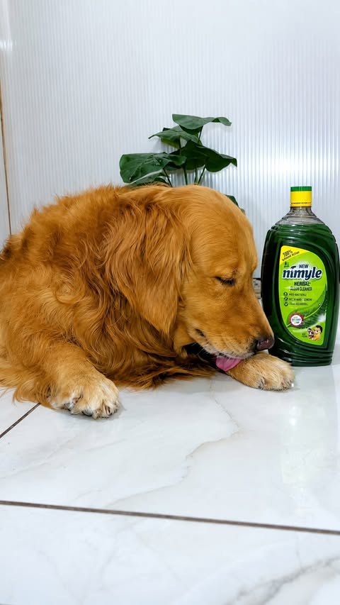 Instagram post by @peanutgoldenretriever for Nimyle. Caption reads: [...] 🥹🐶💚 because we mop our floors with Nimyle....