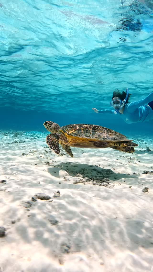Instagram post by @maldivesinsider for Visit Maldives. Caption reads: Where turtles lead the way 🐢🩵
.
.
.
.
#maldives....