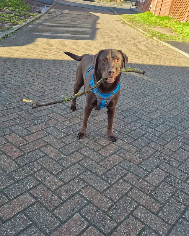 Instagram post by @chocolatelabradorbruno for Kurgo. Caption reads: Our boys' new hardness thanks to @kurgo It fits....