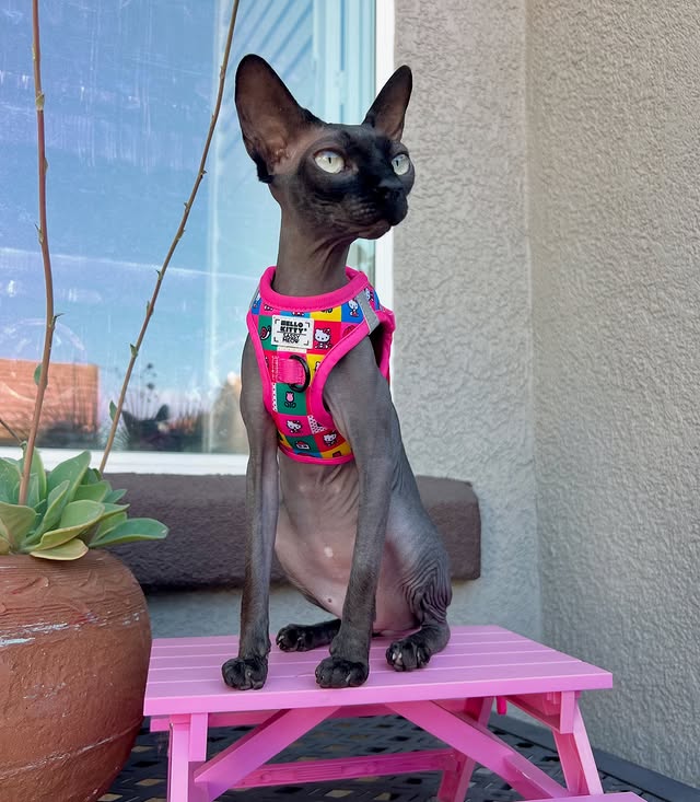 Instagram post by @mildred_and_maisie for Petco. Caption reads: [...] also one in red) is available at @petco....